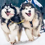Huskyhausen - Schlittenhunde Erlebnisse & Urlaub Mitten In Der Natur!