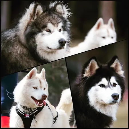 Huskyhausen - Schlittenhunde Erlebnisse & Urlaub Mitten In Der Natur! شقة كلافر ام هوتشفيشت