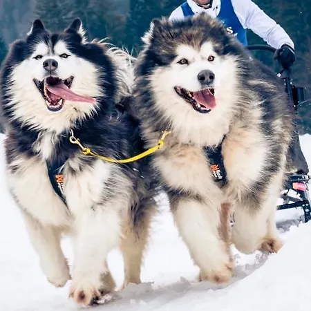 Huskyhausen - Schlittenhunde Erlebnisse & Urlaub Mitten In Der Natur!