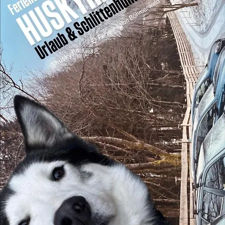 Huskyhausen - Schlittenhunde Erlebnisse & Urlaub Mitten In Der Natur! *