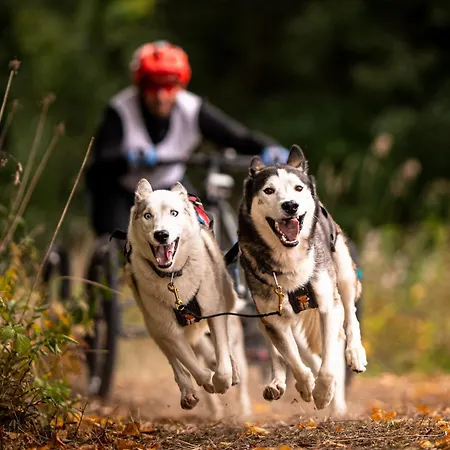 アパート Huskyhausen - Schlittenhunde Erlebnisse & Urlaub Mitten In Der Natur! *