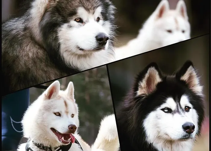 Huskyhausen - Schlittenhunde Erlebnisse & Urlaub Mitten In Der Natur! Διαμέρισμα Klaffer am Hochficht