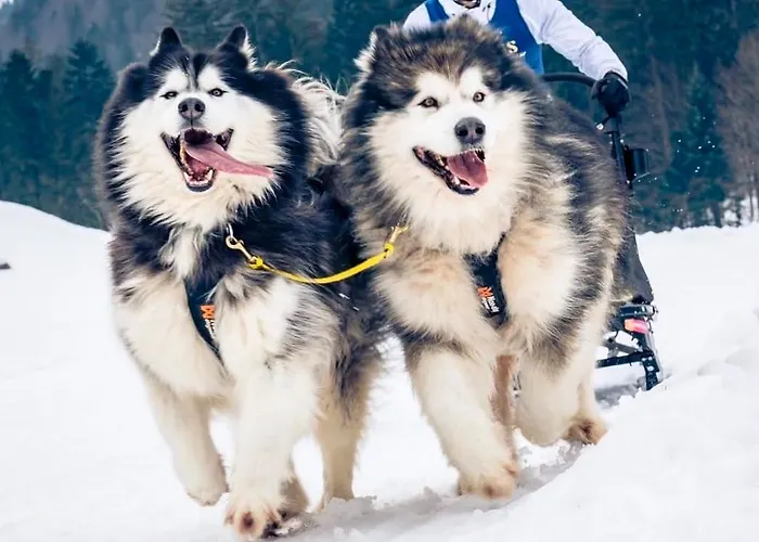Huskyhausen - Schlittenhunde Erlebnisse & Urlaub Mitten In Der Natur!